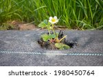 Small photo of Wild strawberry in blossom on an organic farm field patch covered with agrotextile (fabric mulch mat) used to suppress weeds and conserve water, selective focus.
