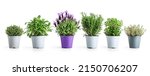 Small photo of Rosemary, oregano, lavender, sage and thyme in pot. Creative layout with fresh potted herbs isolated on white background. Floral banner. Design element. Healthy eating, alternative medicine concept