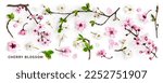Small photo of Cherry blossom. Pink sakura spring flowers and white cherry petals isolated on white background. Springtime concept. Creative banner. Flat lay, top view. Floral design element