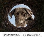 dog peeking into a dirt hole in ... | Shutterstock . vector #1715233414