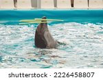 Dolphins showing performing dancing playing hoops and having fun swimming in the pool. Dolphin show in the pool at Pattaya Dolphinarium, Chonburi Province, Thailand.
