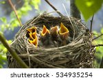 yellow open-mouthed birds in nest