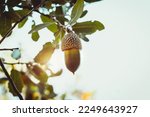 Closeup Photo of a Cute Little Oaknut on the Oak Tree Twig Ove Bright Sunny Sky. Beautiful Day in the Woodland. Amazing Beauty of Wild Nature.
