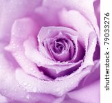 Abstract Purple Wet Rose...
