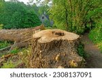 Small photo of Painswick, Gloucestershire, UK, May 25th, 2023, A large felled tree with heart rot, it is a fungal disease that causes the decay of wood at the center of the trunk and becomes structurally unsound.