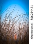 Small photo of Bunch of grass and blue sky at twilight with defocused illuminated lighthouse at background/Homeward Through the Thicket