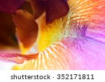 Beautiful Iris Flower Close Up. ...