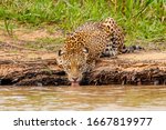 Wild Jaguar In Its Natural...