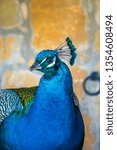 Small photo of Closeup of a majestic peacock in a farm in the Sicilian inland countryside near eiazza Armerina, Enna, Sicily, Italy