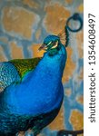 Small photo of Closeup of a majestic peacock in a farm in the Sicilian inland countryside near eiazza Armerina, Enna, Sicily, Italy