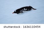 A gentoo penguin sliding...