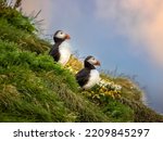 Atlantic puffin colonies on the cliffs along the famous Reynisfjara Black Sand Beach and Dyrhólaey in Southern Iceland
