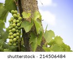 Young Green Grape Bunches In...