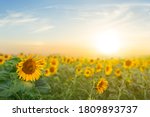 Closeup sunflower field at the...