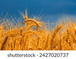 Closeup wheat field under blue...