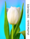 Bright White Yellow Tulips With ...