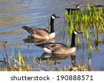 Canadian Geese In Swamp Area