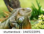 Green Iguana Also Known As The...