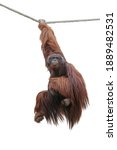 Image Orangutan Hanging On A...