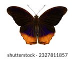 Small photo of Terinos clarissa Boisduval,1836 The Malayan Assyrian standing for minerals on the ground open wings isolated on white background. this has clipping path.
