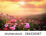 Mountain landscape with Magic pink Cosmos flowers in blooming with sunset background.