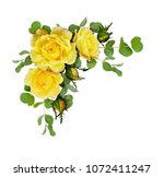 Yellow rose flowers with...