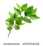 Small photo of Twig with green leaves isolated on white