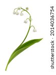 Lily Of The Valley Flower...