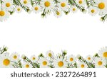 Daisy flowers and buds in a...