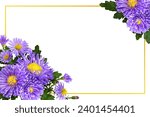 Purple aster flowers in a...