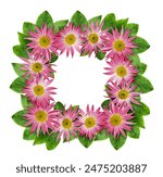 Pink chrysanthemum flowers and...