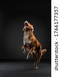 Dog Jumping. Funny Muzzle Nova...