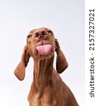 Funny dog shows tongue....