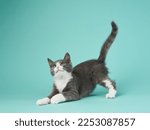 gray and white kitten play on a mint background. young cute cat in the studio