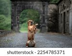dog stands behind its hind legs. Shar Pei mix at the old castle