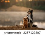 Small photo of Dogs on the sandy beach at dawn. Australian Terrier and and a border collie in nature. Beautiful pet at foggy lake
