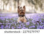 dog in crocus flowers. Pet in nature outdoors. Yorkshire Terrier sitting in the grass