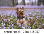 dog in crocus flowers. Pet in nature outdoors. Yorkshire Terrier sitting in the grass in spring 