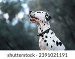 Small photo of Dalmatian with a thoughtful gaze. The spotted dog looks off into the distance, a picture of alertness and curiosity