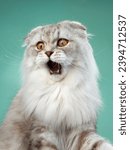 Small photo of A shocked Scottish Fold cat with wide eyes and a fluffy white coat appears surprised against a teal background. Its open mouth and alert gaze add a humorous touch to the image