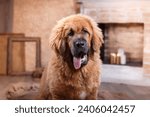 Small photo of A majestic Tibetan Mastiff dog sits alert in a cozy home setting, its gaze steady and welcoming