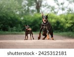 Small photo of A poised Doberman Pinscher and its miniature counterpart stand alert on a gravel path, showcasing their sleek forms and attentive stances