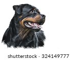 Drawing Of The Dog Rottweiler ...