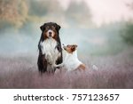 Jack Russell Terrier And...