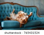 Small photo of the dog lies on the blue couch. The pet is resting. Nova Scotia Duck Tolling Retriever, Toller