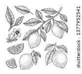 lemon botanical illustration.... | Shutterstock .eps vector #1377952541