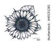 sunflower vintage engraved... | Shutterstock .eps vector #640151281