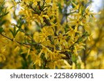 Forsythia shrub tree, genus olive, beautifully blooms in spring with yellow flowers in spring season