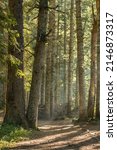 Small photo of Path through the sunny spruce forest. Summer forest landscape with morning light