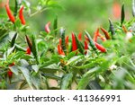 Thai Chilli Tree Agriculteral...